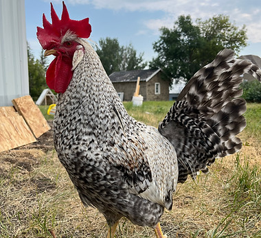 Legbar Rooster
