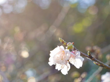 訪問美容・掲示板⑤⑧