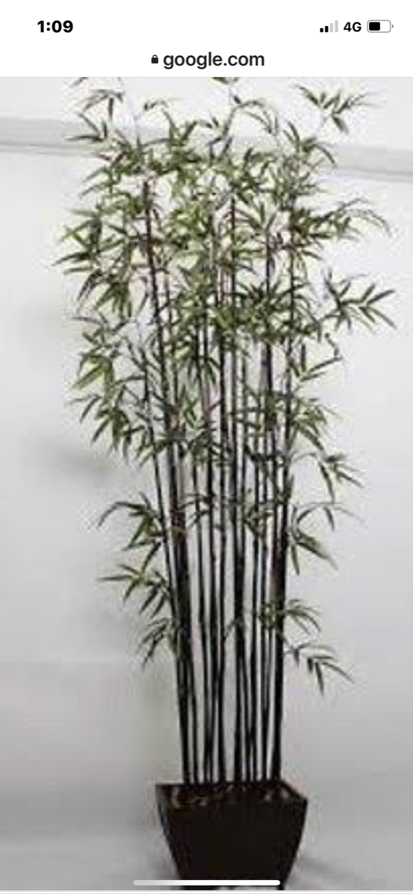 Thumbnail: Black Nigra Bamboo