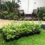 Thumbnail: Malay Dwarf Green