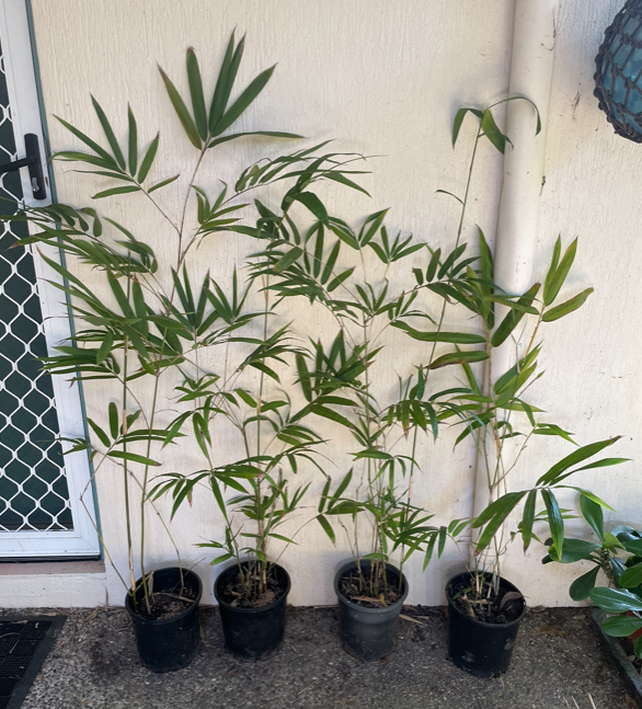 Thumbnail: Malay Dwarf Green