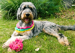Mama Maui F1 bernedoodle