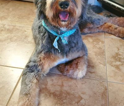 10 at-home pet grooming tips