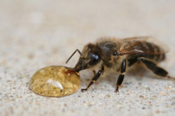 photo abeille 1