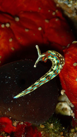 sea slugs thuridilla