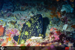 grouper neos marmaras sithonia