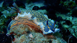 felimare nudibranch