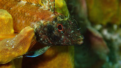 weever fish
