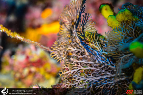 A stunning underwater image of a gorgonian coral in its natural habitat, captured by a diver during a dive trip with Nomad Divers School in Halkidiki. The photo highlights the vibrant colors and intricate structures of the underwater world and serves as a testament to the exceptional diving experiences offered by Nomad Divers School in Halkidiki.