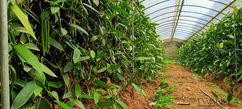 Twanilla Vanilla Pods