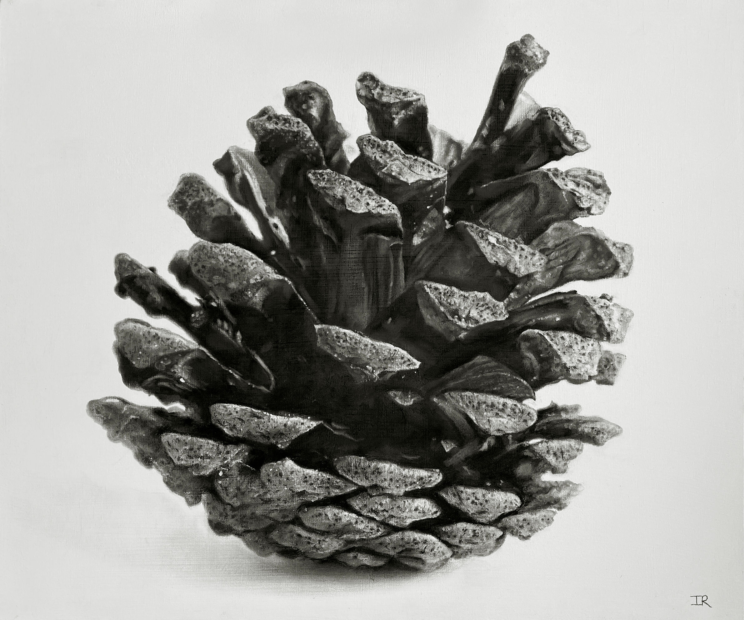 FIR CONE