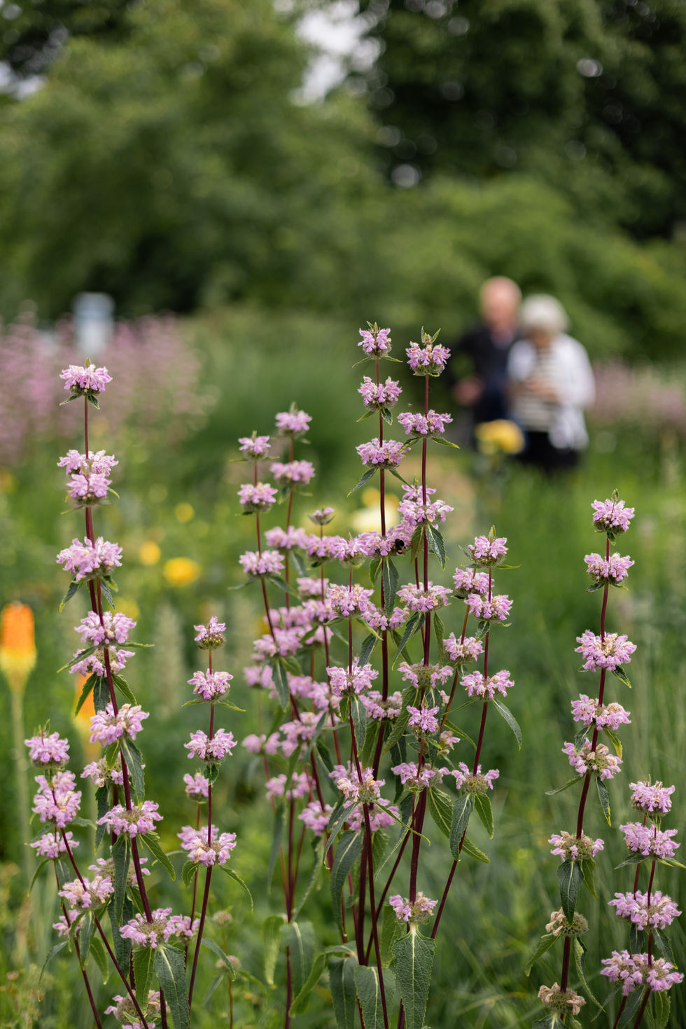 Eine Hummel sitzt auf einer Blüte