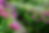 Stone steps wind through a lush garden of pink, purple, and blue hydrangeas under green trees, creating a serene spring scene.