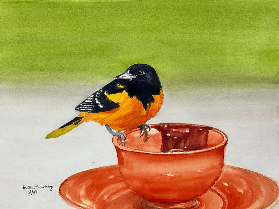 Baltimore Oriole