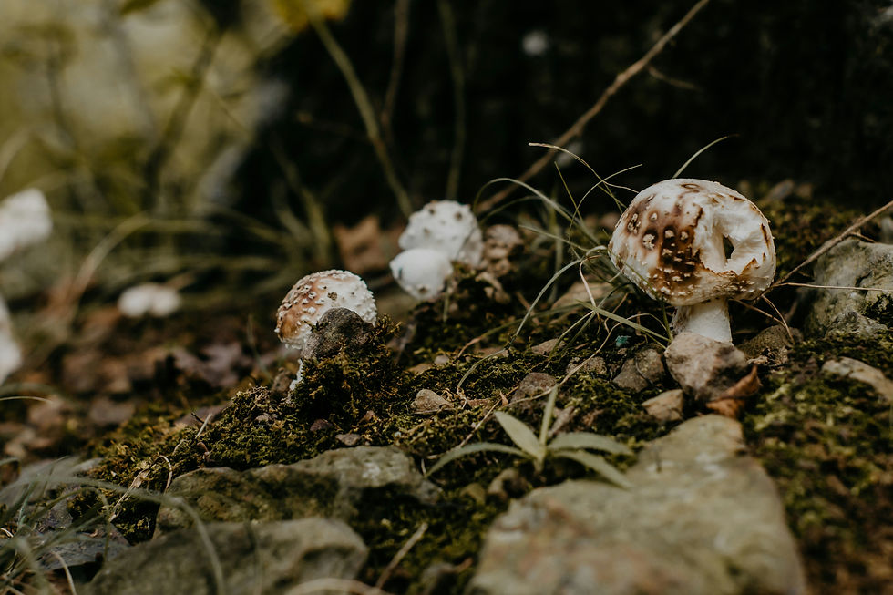 nancy-newton-yAM27hQJv3k-unsplash.jpg