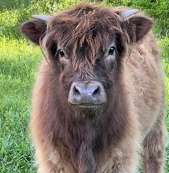 cow gingerbread headshot.jpg