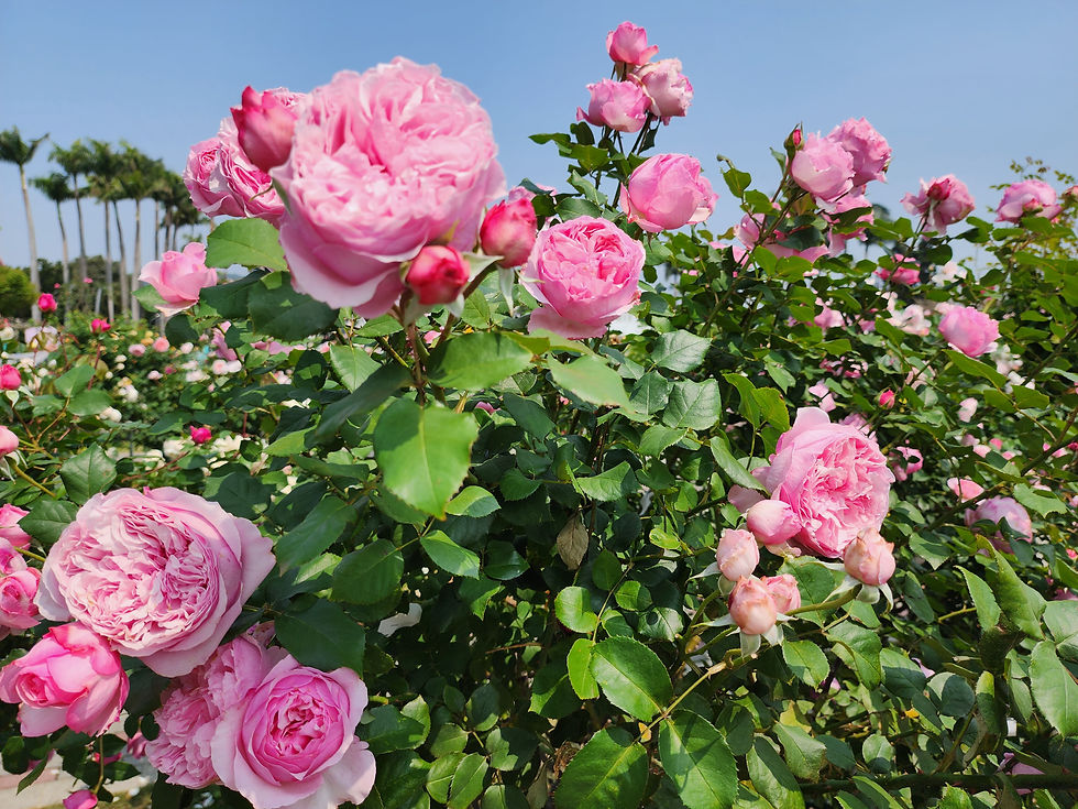 台北玫瑰園 Linda愛魅心情恣意人生網誌