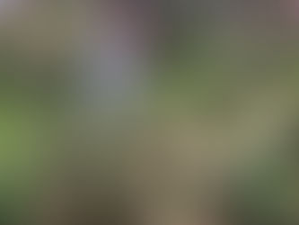 台北玫瑰園 Linda愛魅心情恣意人生網誌