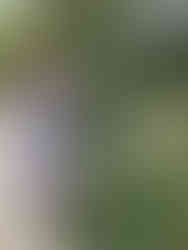 台北玫瑰園 Linda愛魅心情恣意人生網誌