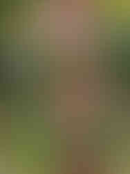 台北玫瑰園 Linda愛魅心情恣意人生網誌