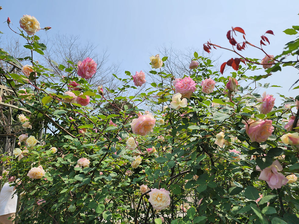 台北玫瑰園 Linda愛魅心情恣意人生網誌