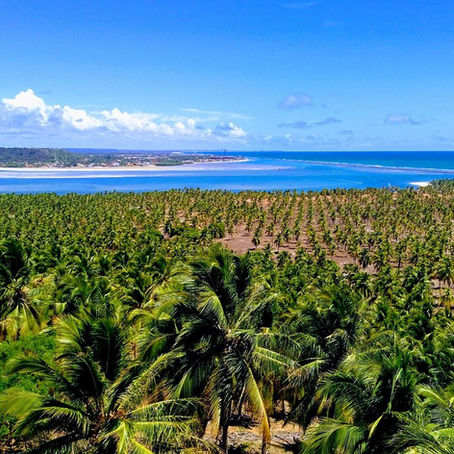 Fazenda de Coco da Praia do Gunga: História e Experiências Inesquecíveis
