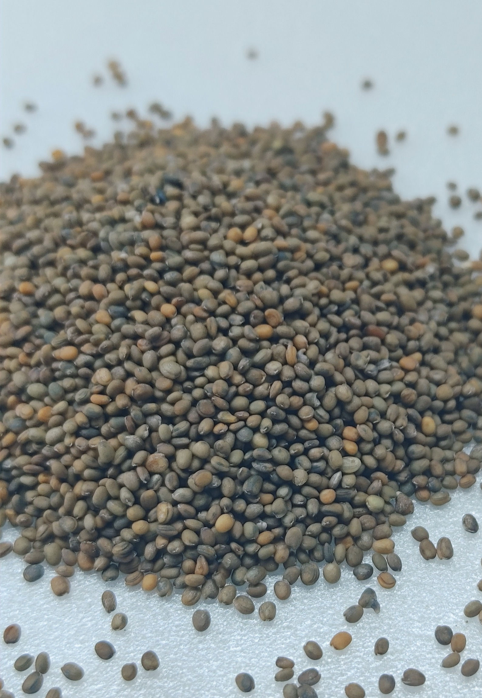 Arugula (Slow Bolt) Microgreens Seeds