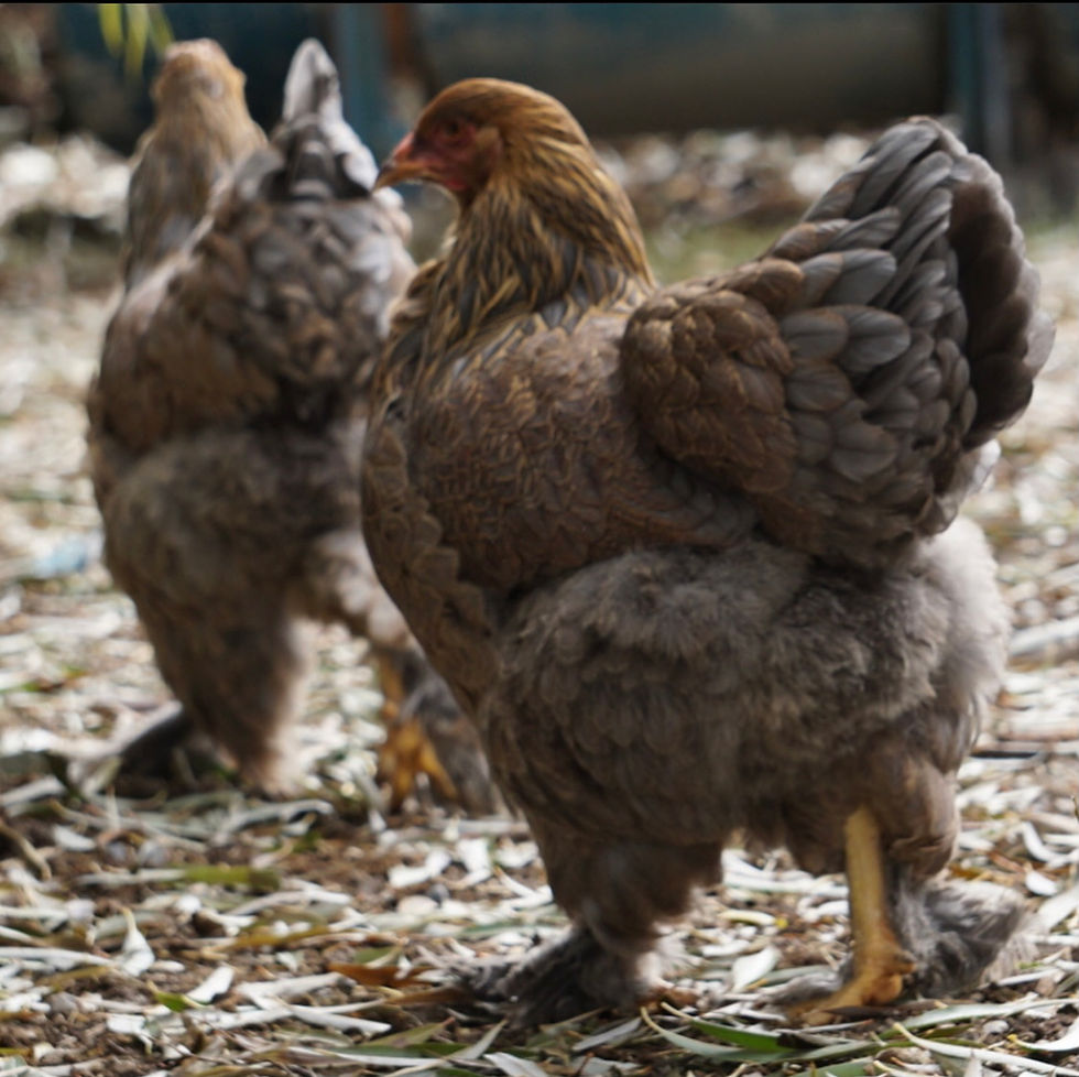 Thumbnail: Blue, Splash, Gold Partridge Brahma-6 Pack