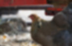 Thumbnail: Blue, Splash, Gold Partridge Brahma-6 Pack