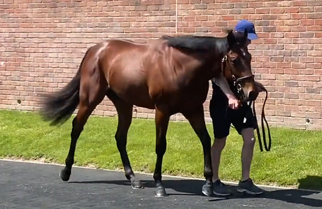 Exceed And Excel colt.PNG