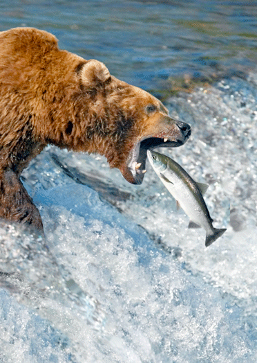 Grizzly bear catching salmon in a rushing waterfall | Premium AI