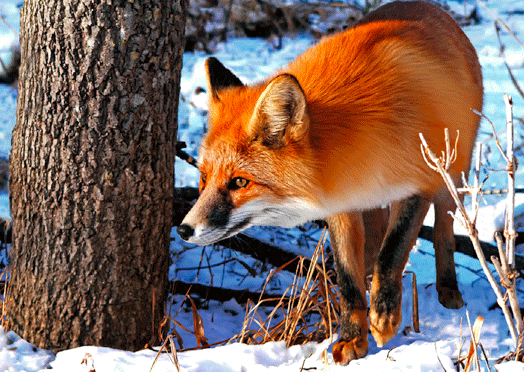 Red Fox.gif