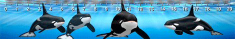 ARU00006GB+-+Orca.gif