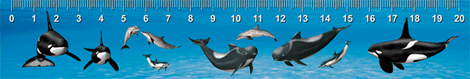 Sea Mammals (RL)