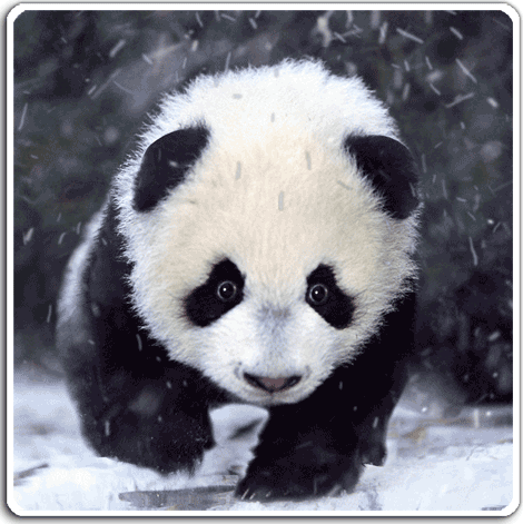 Baby Panda in Snow (MP)