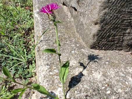 More Than Just Cleaning Stones: My Journey to Preserving Legacies