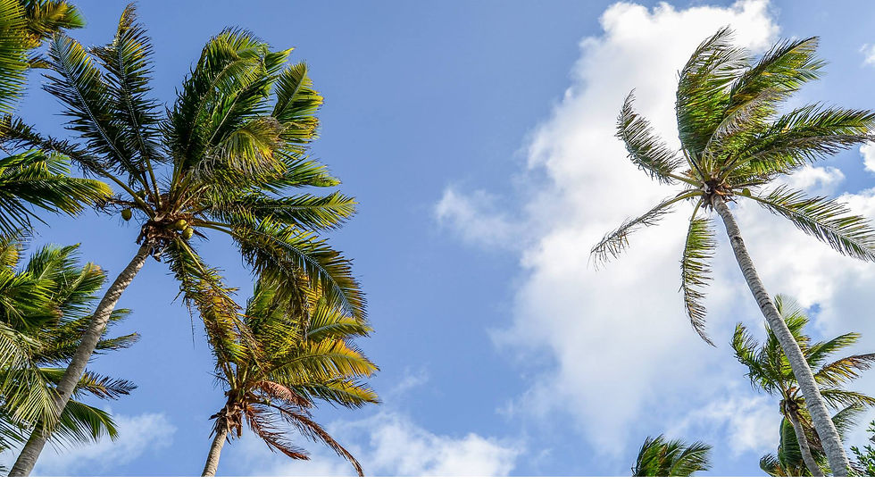 palms.jpg