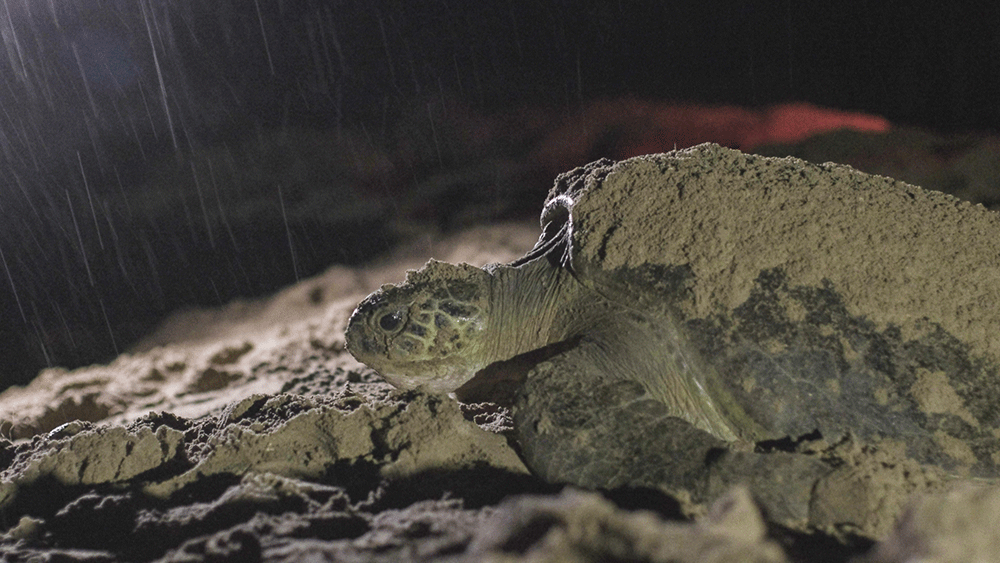green turtle