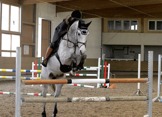 Springen