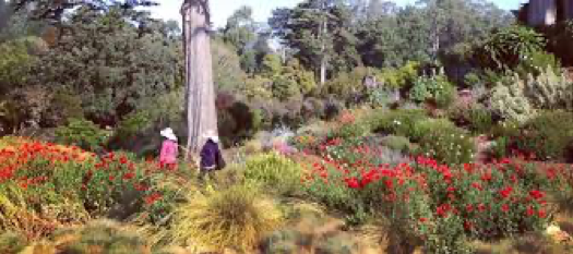 The San Francisco Botanical Gardens is free for everyone on Christmas Day! Spend the holiday in nature with family and friends.