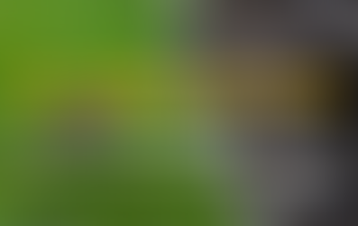 ẢO TƯỞNG SỨC MẠNH CỦA NGƯỜI TRẺ - KHI GÀ CON MANG GIẤC MƠ ĐẠI BÀNG