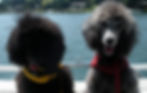 Poodles love the water!