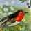 Thumbnail: Little Robin 20