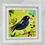 Thumbnail: Little Blackbird 5