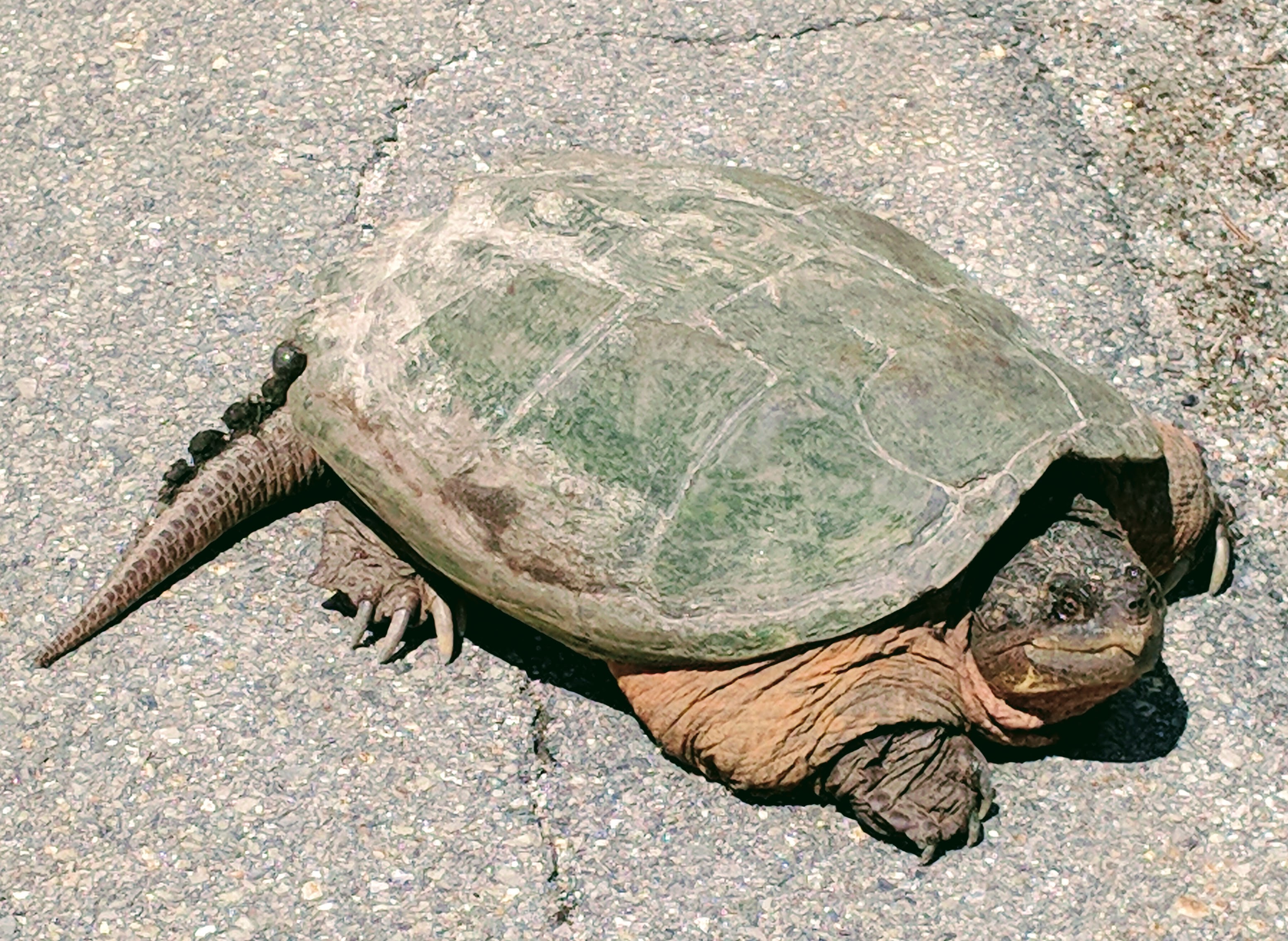 Turtle