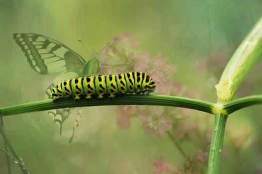 Metamorphosis