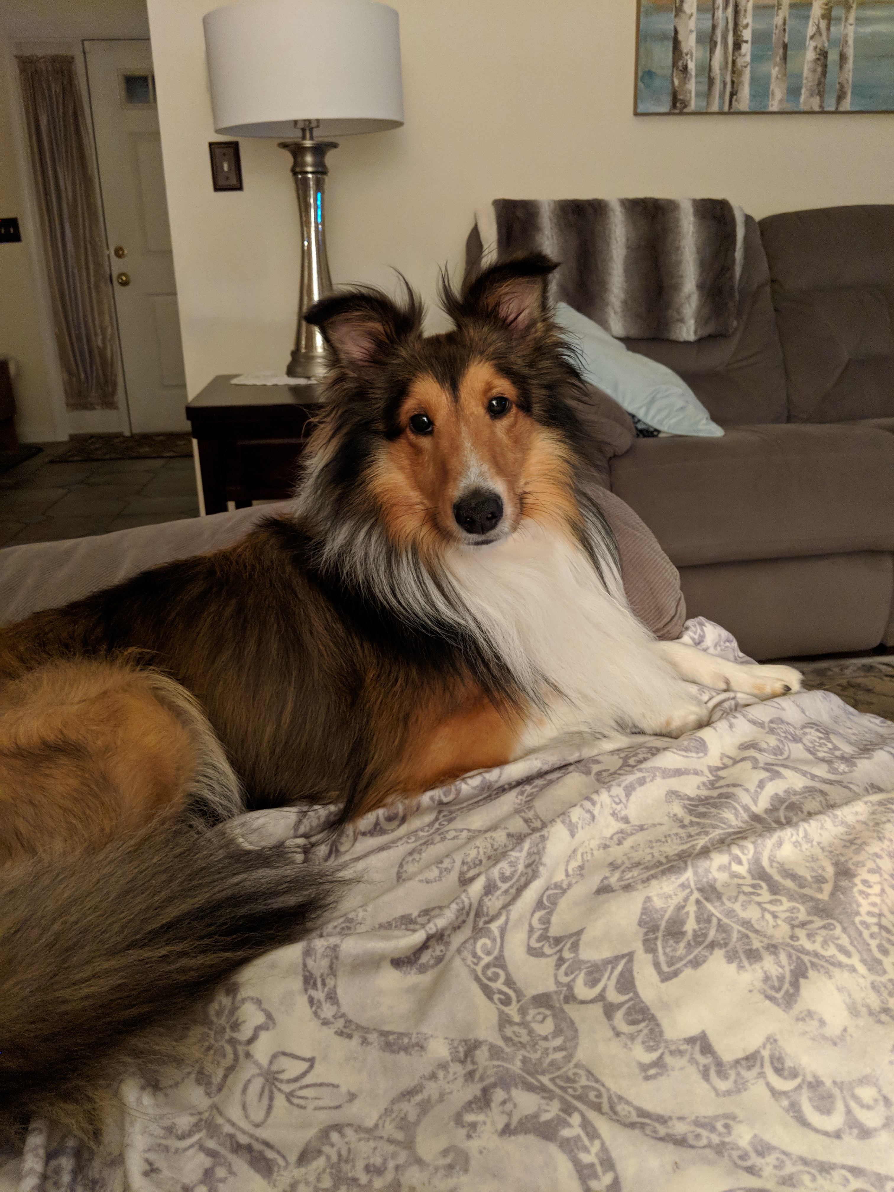 Dog laying down