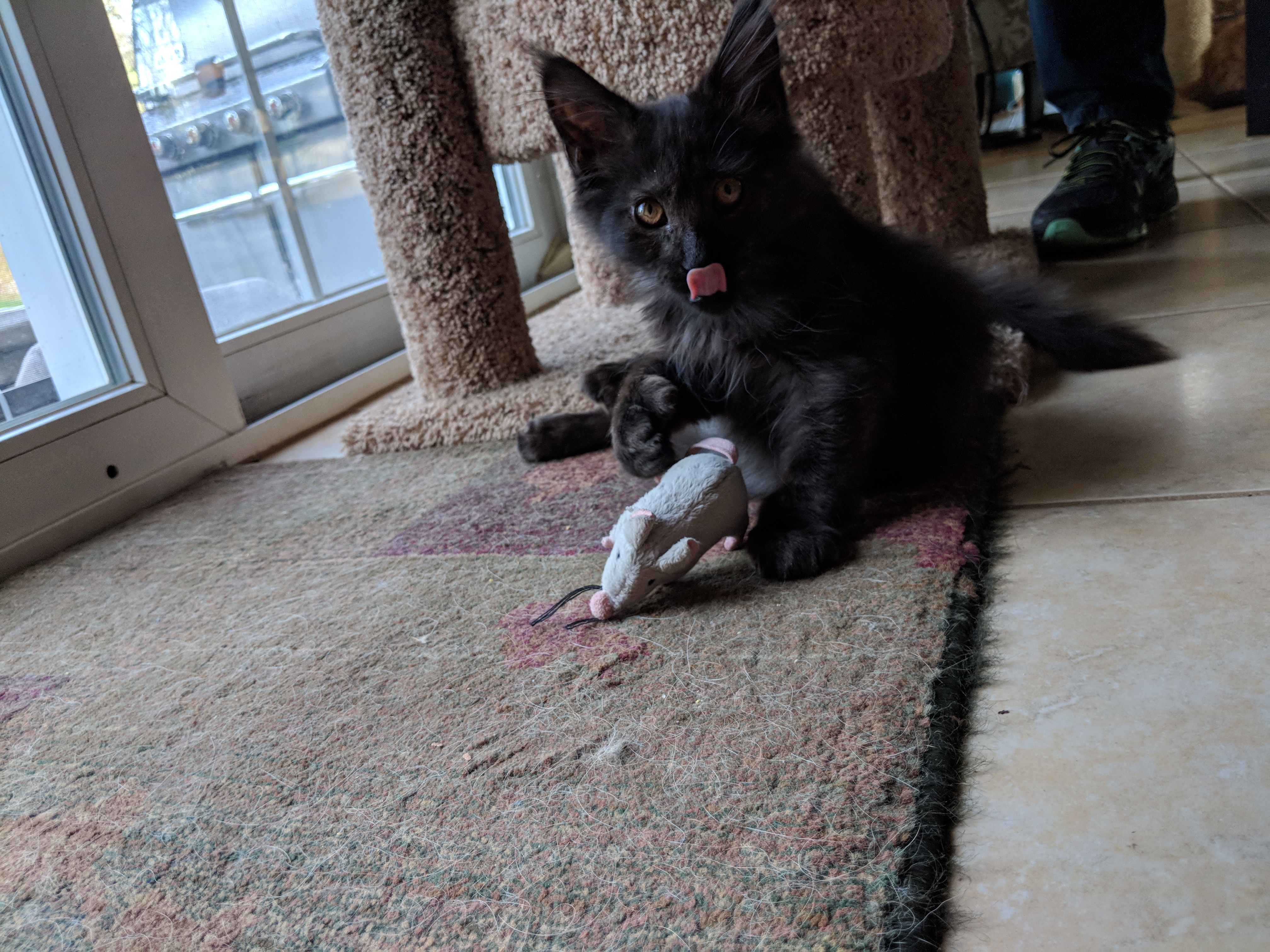 Kitty