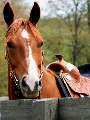 Horse