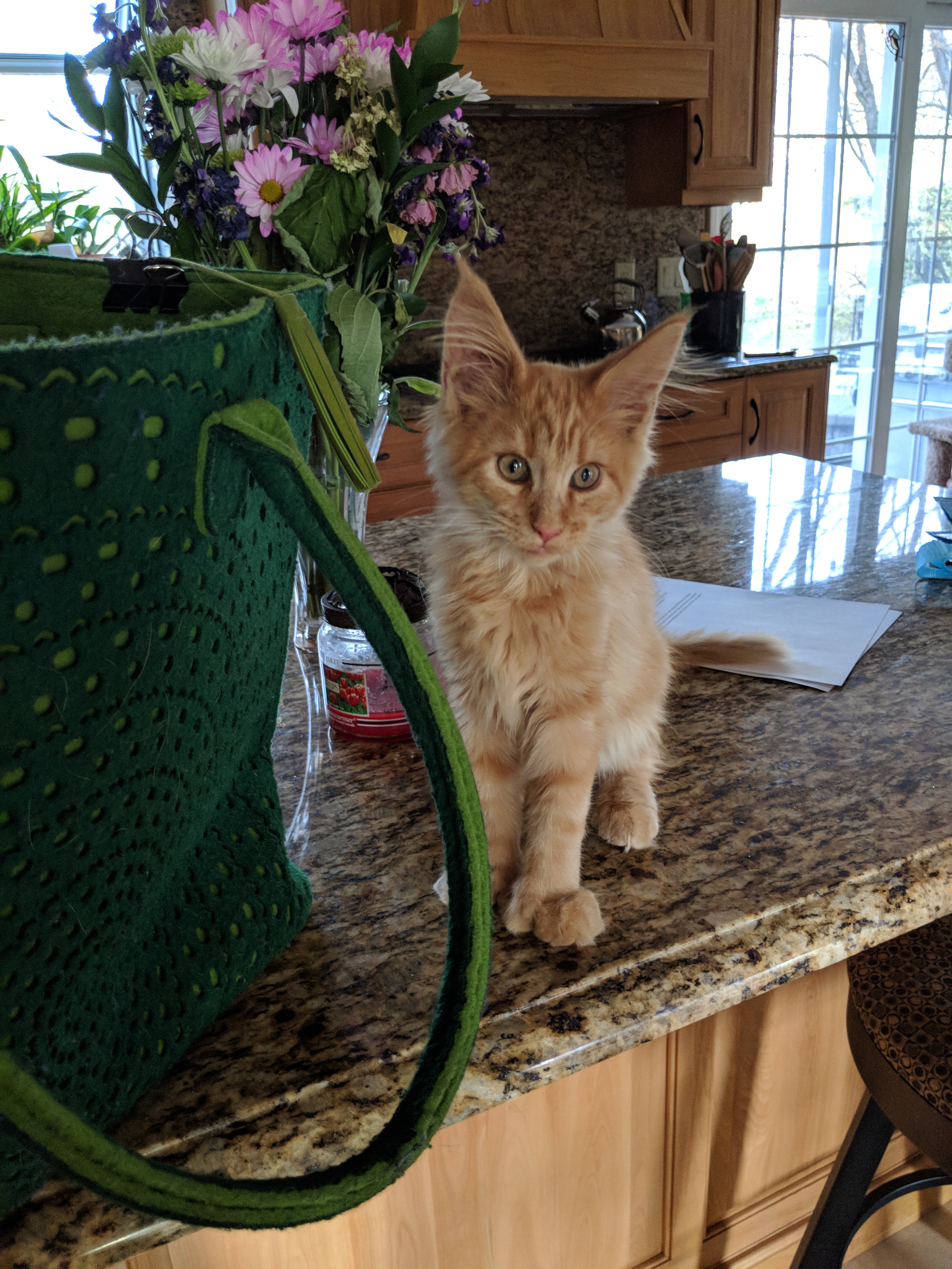 Kitten